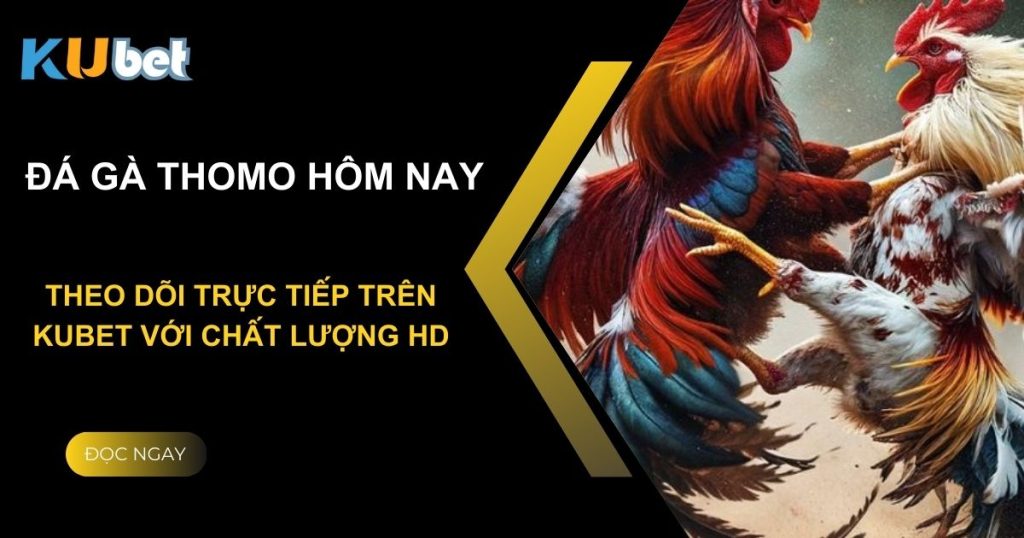 Đá gà Thomo hôm nay: Theo dõi trực tiếp trên Kubet với chất lượng HD