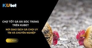 Chợ tốt gà đá Sóc Trăng trên Kubet: Nơi giao dịch gà chọi uy tín và chuyên nghiệp