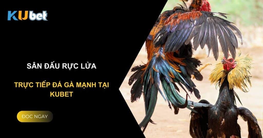 Sân đấu rực lửa: Trực tiếp đá gà mạnh tại Kubet